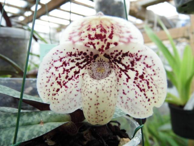 Paphiopedilum godefroyae V9jlh9