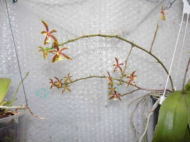 Phalaenopsis mannii Vowy7h