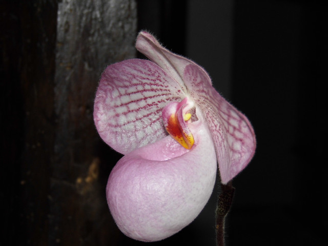 paphiopedilum magic lanterne Vu6ojj