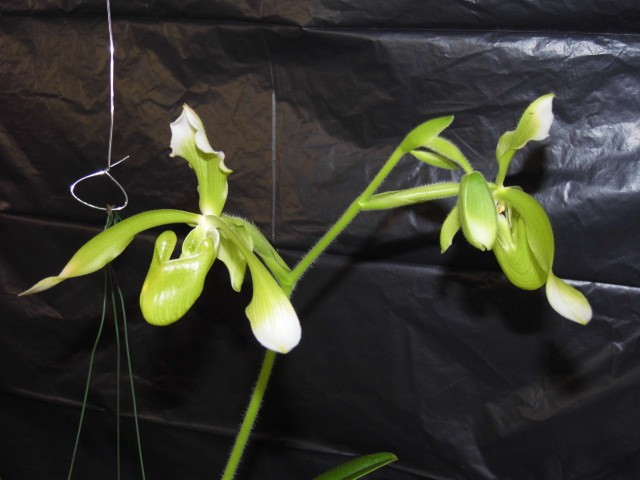 paphiopedilum Haynaldianum album Vuv0rh