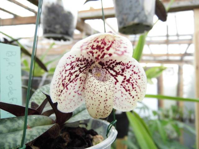 Paphiopedilum godefroyae W4evfe