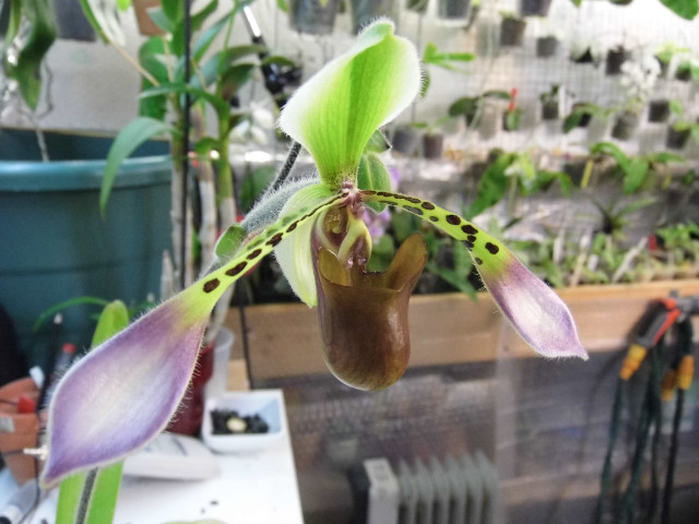 paphiopedilum lowii Wib8l1