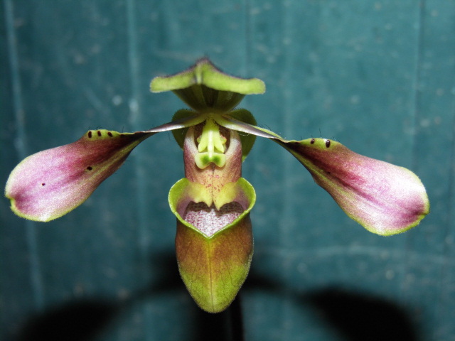 Paphiopedilum linii (variante de bullenianum) Xo9ftx