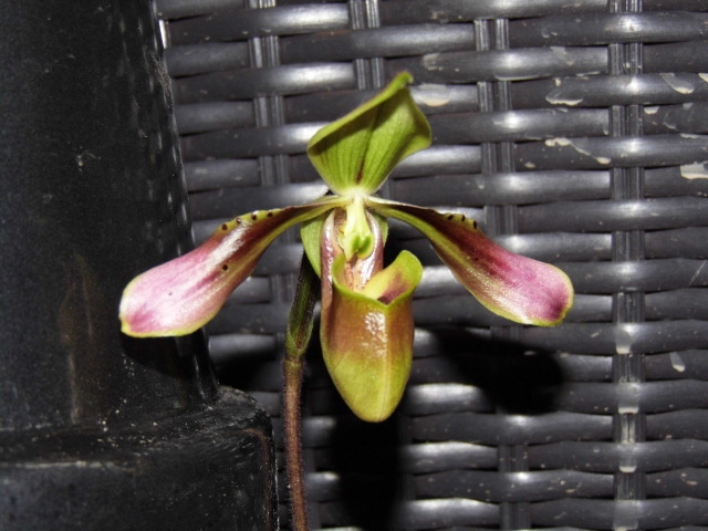 Paphiopedilum linii (variante de bullenianum) Yq6ew1