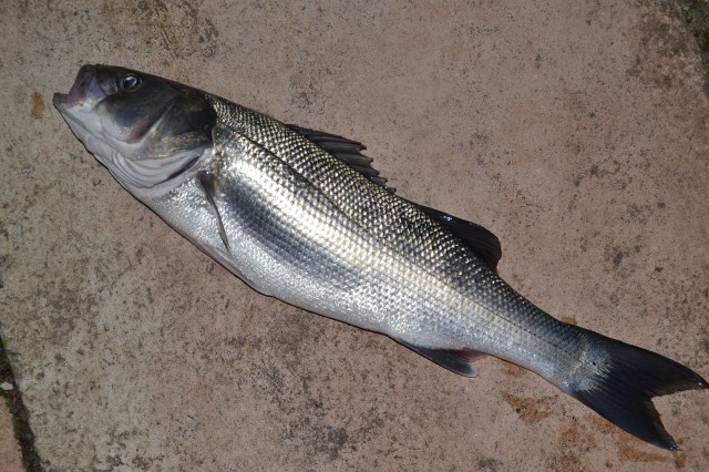 pêche en mer 89wx3h