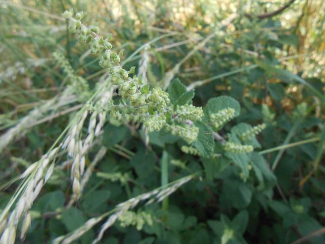 Germandrée sauge des bois (Teucrium scorodonia) 5ojcg9