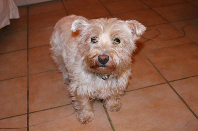 AURANE westie femelle de 6 ans - Page 16 3bkpn4