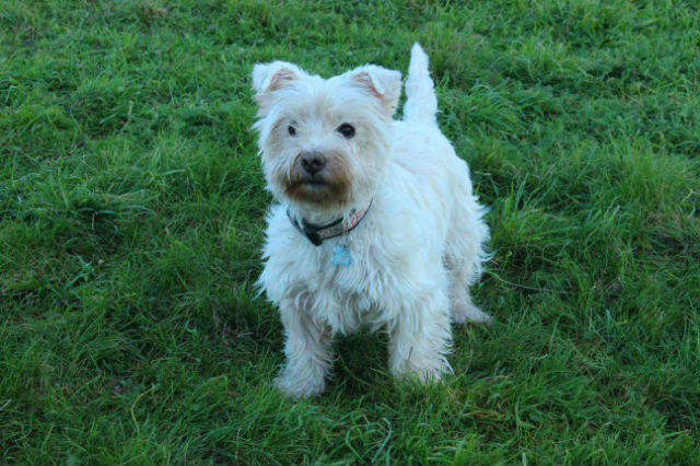 AURANE westie femelle de 6 ans - Page 16 3jxgfg