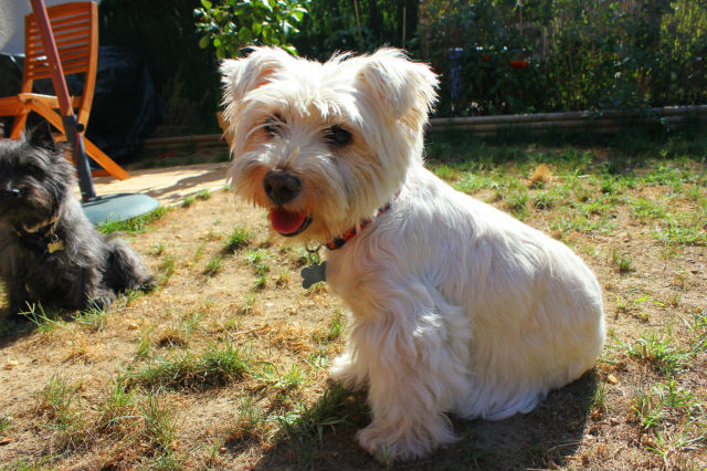 AURANE westie femelle de 6 ans - Page 10 8sk17y