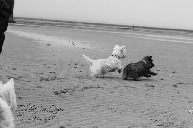 AURANE westie femelle de 6 ans - Page 13 Ahvnpq