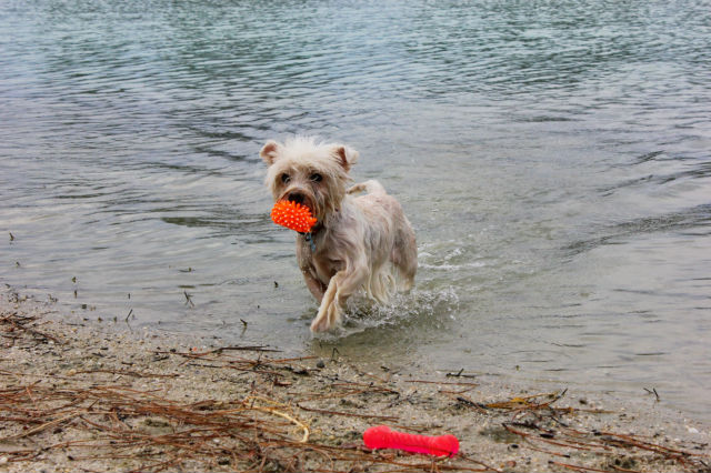 AURANE westie femelle de 6 ans - Page 12 Bxqxr2