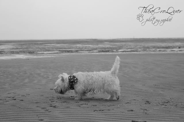 AURANE westie femelle de 6 ans - Page 13 Ex8rsd