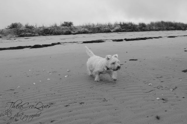 AURANE westie femelle de 6 ans - Page 13 Hrph6u