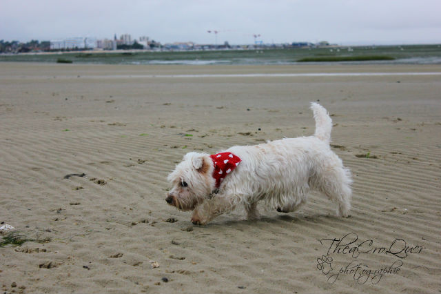 AURANE westie femelle de 6 ans - Page 13 L24dme