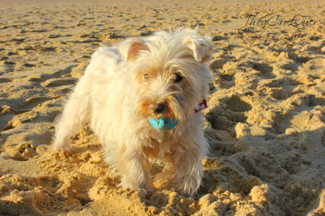 AURANE westie femelle de 6 ans - Page 13 Ohabyl