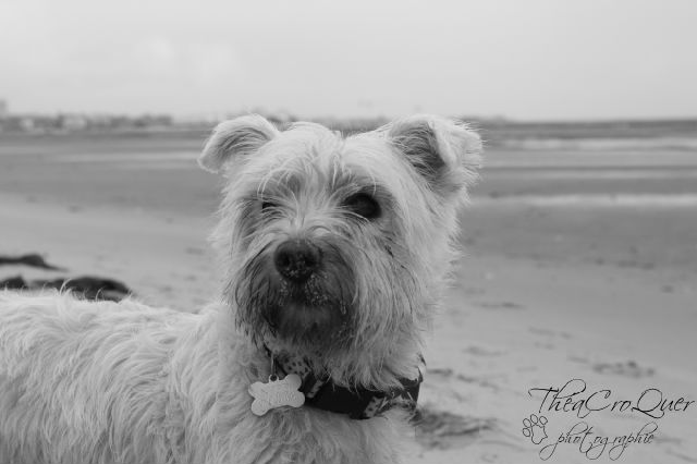 AURANE westie femelle de 6 ans - Page 13 P0a8rp