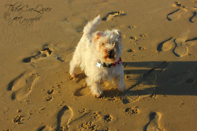 AURANE westie femelle de 6 ans - Page 13 Qk3hfp