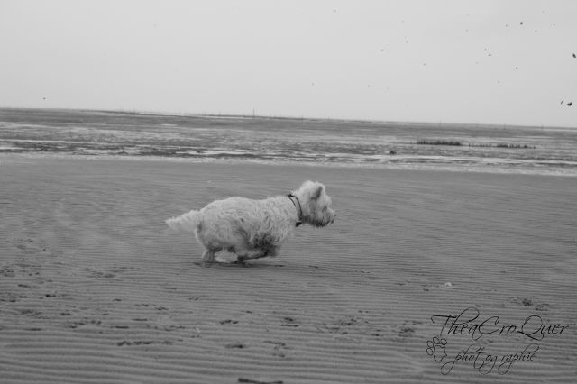 AURANE westie femelle de 6 ans - Page 13 T6uh13