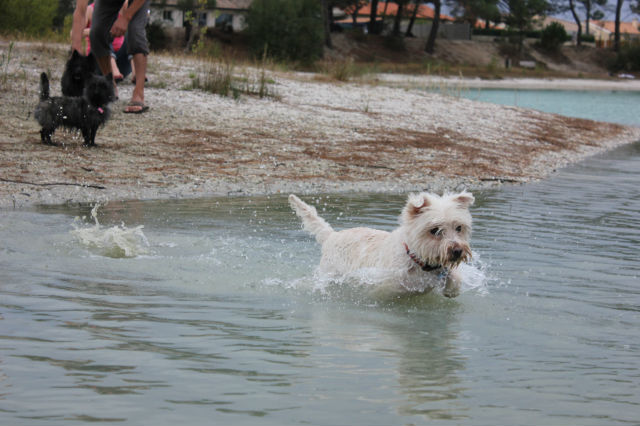 AURANE westie femelle de 6 ans - Page 12 Vmncde