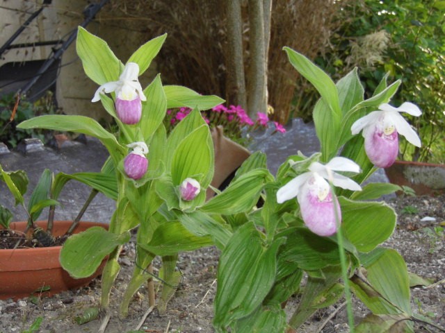 cypripedium regina et kentucky au jardin 2bwior