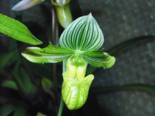 paphiopedilum section barbata 2o1g1e