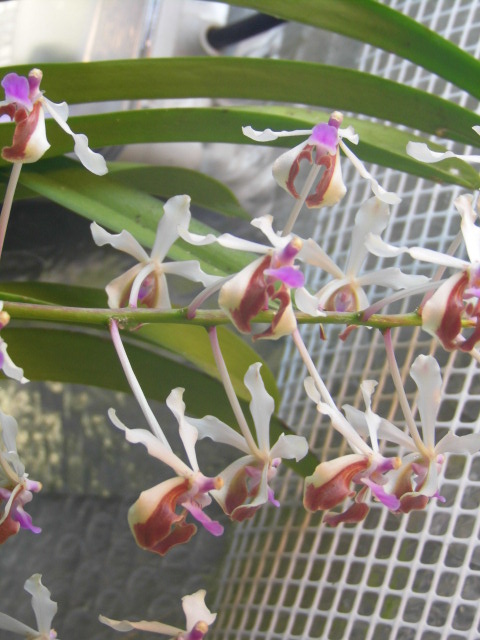 Vanda lamellata var boxallii 2rq92v