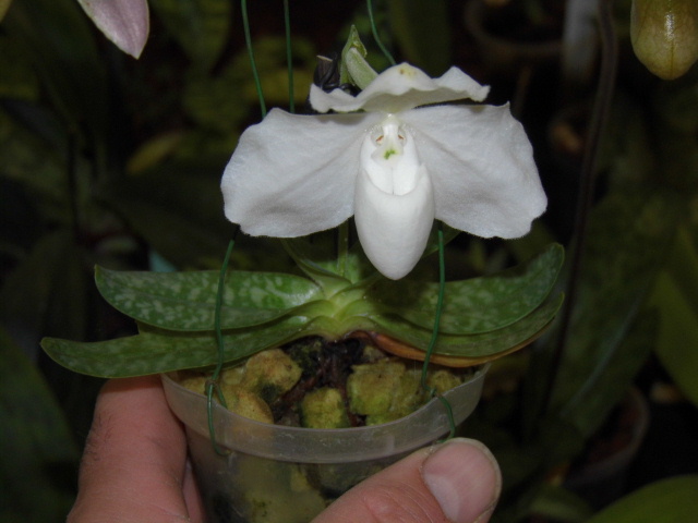 Paphiopedilum godefroyae f. album 3886ro