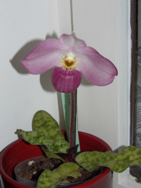 paphiopedilum vietnamense 3clba5