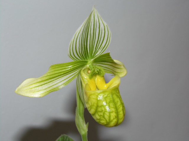 Paphiopedilum venustum album x sib 4jngs0