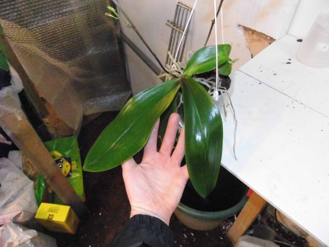 Phalaenopsis mannii 51s1rb