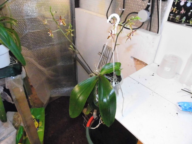 Phalaenopsis mannii 5h5al5