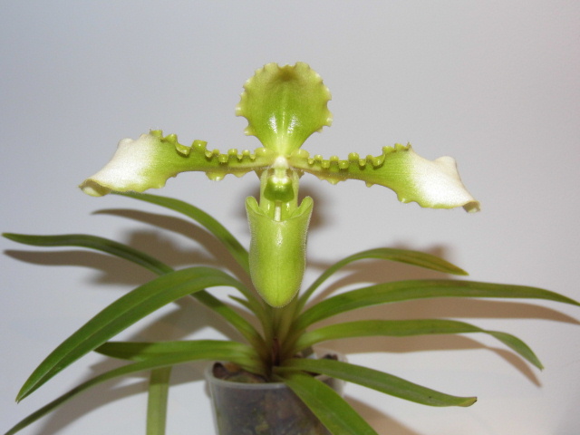 Paphiopedilum hirsutissimum var. esquirolii f. alba 5jeequ