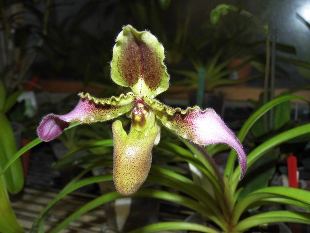 paphiopedilum chiuanum 6a15sq