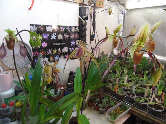 Paphiopedilum philippinense var roebelenii 7g5q3p