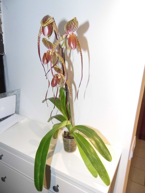 Paphiopedilum Prince Edward of York 7zrnsj