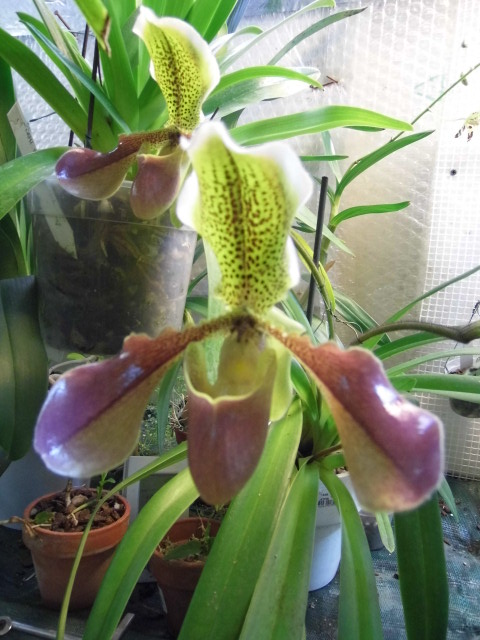 paphiopedilum van dijk 97aywa