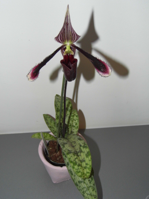 Paphiopedilum dayanum vinicolor 9ibtnh