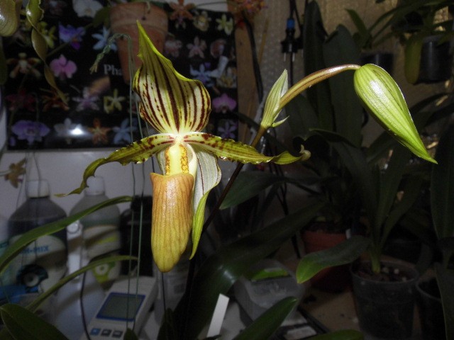 Paphiopedilum praestans 9qugvj