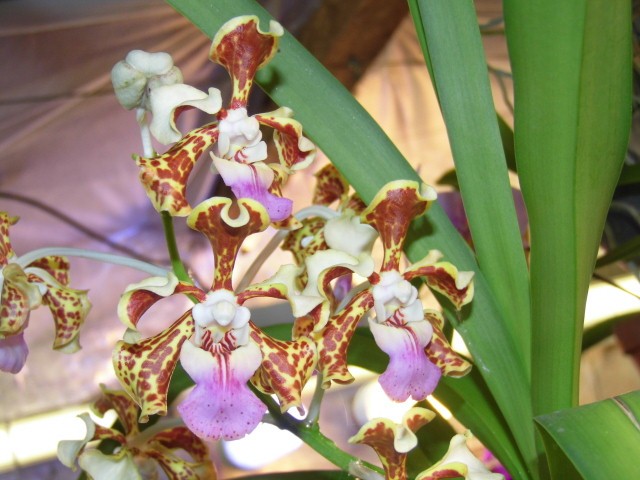 Vanda tricolor A9px3d