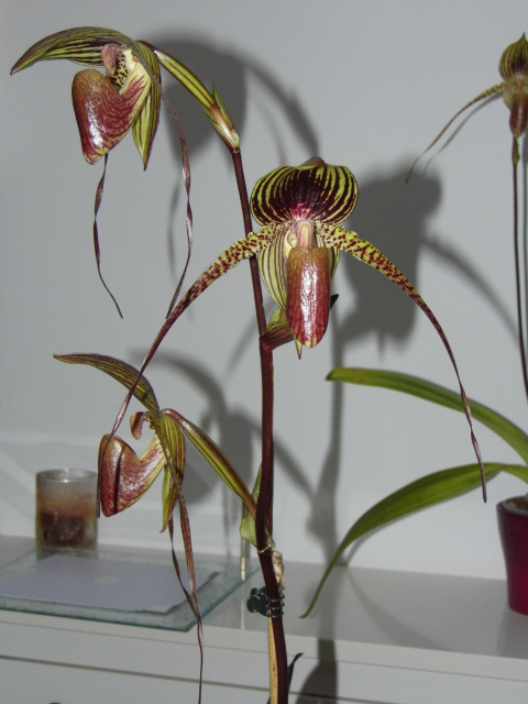 paphiopedilum rené klinge Apcch8