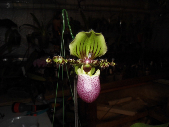 Paphiopedilum chamberlainianum (syn victoria regina)  B7rmi2