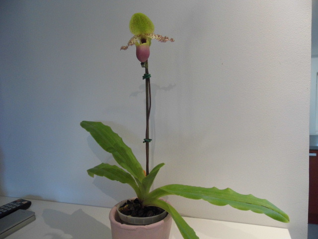 Paphiopedilum moquetteanum Bu3dwv