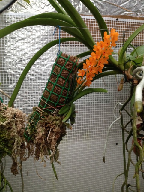 Vanda (Ascocentrum) miniata C3pawy