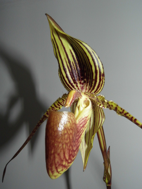 paphiopedilum rené klinge Cnsluc