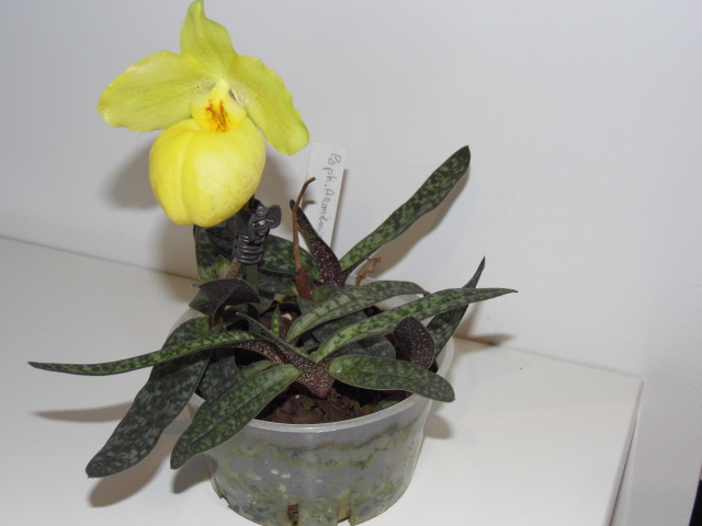 Paphiopedilum armeniacum Dnvlwx