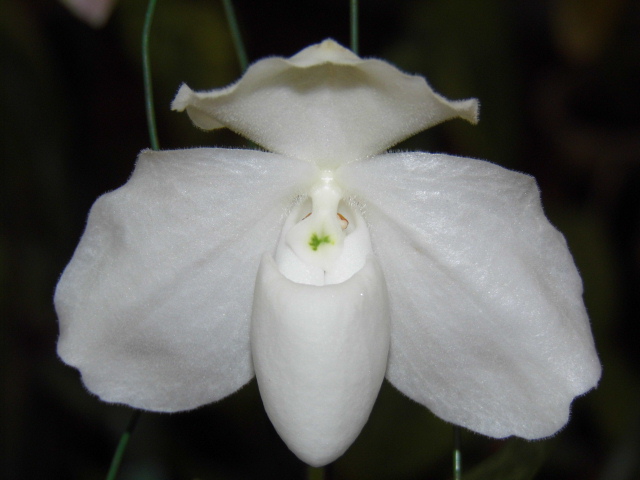 Paphiopedilum godefroyae f. album Dpkm9w