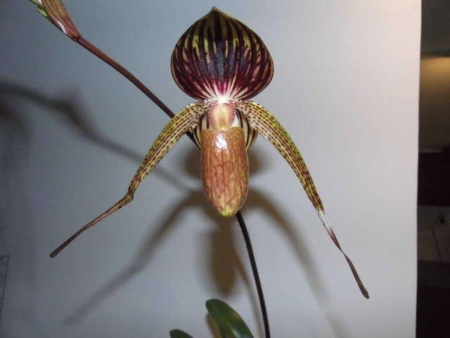 Paphiopedilum Alfred Schmidt E2vhny