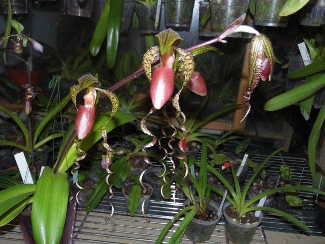 paphiopedilum chiu hua dancer Ey54j0