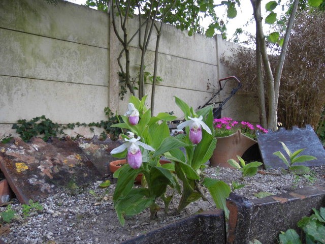 cypripedium regina et kentucky au jardin Ffej7c