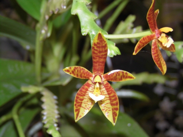 Phalaenopsis cornu cervi Fxhyoo